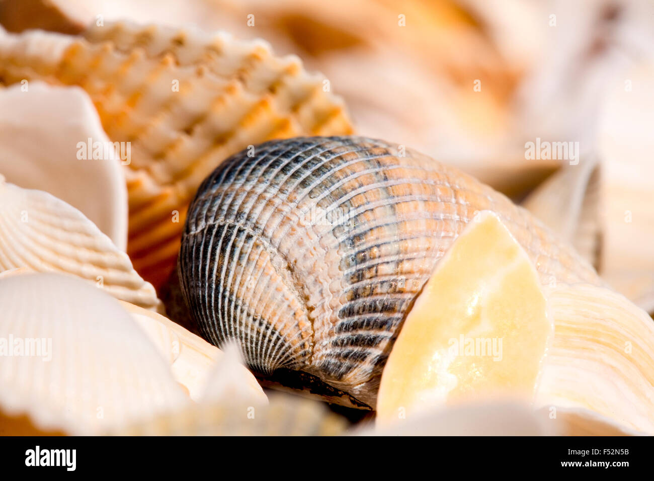 Abstrakte Bilder von Seashells Am späten Nachmittag Leuchten Stockfoto