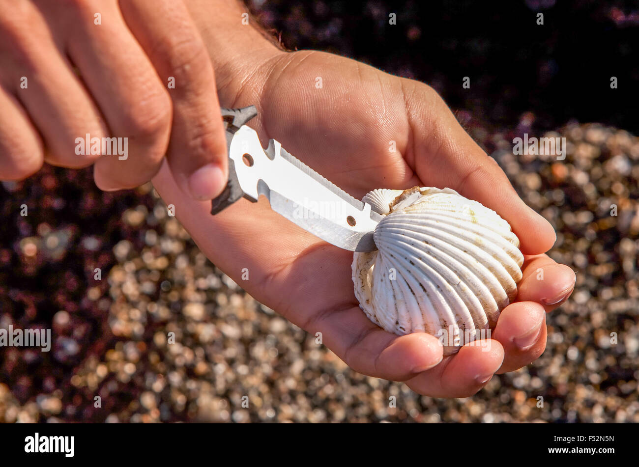 Männliche Hand Öffnen einer Auster mit einem Messer auf der Suche nach  Perlen Stockfotografie - Alamy