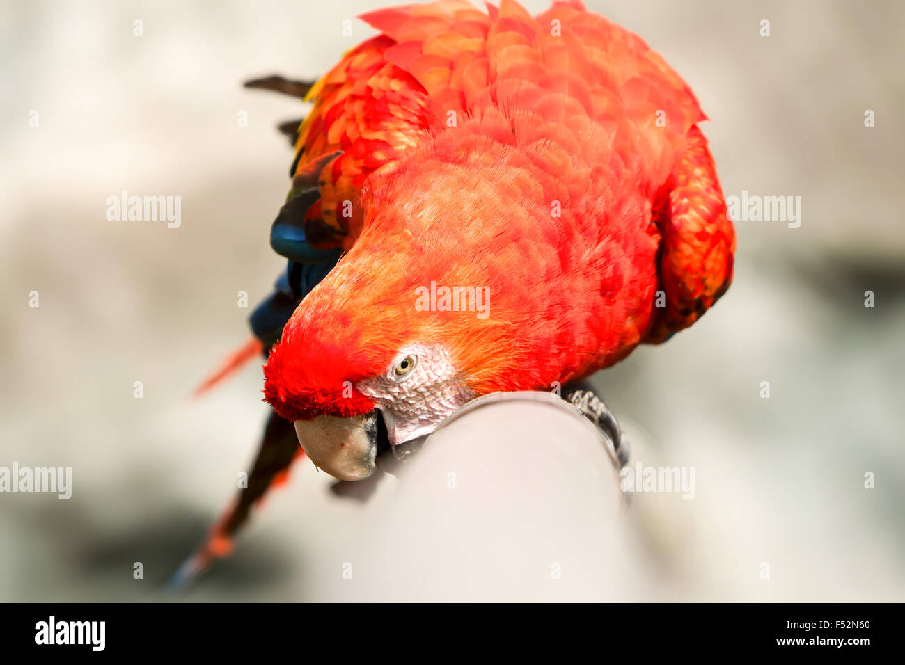 Der hellrote Ara ist eine große bunte Ara Ist Heimisch an feuchten immergrünen Im Amerika Tropen Spektrum reicht von Extrem South Eastern Mex Wälder Stockfoto