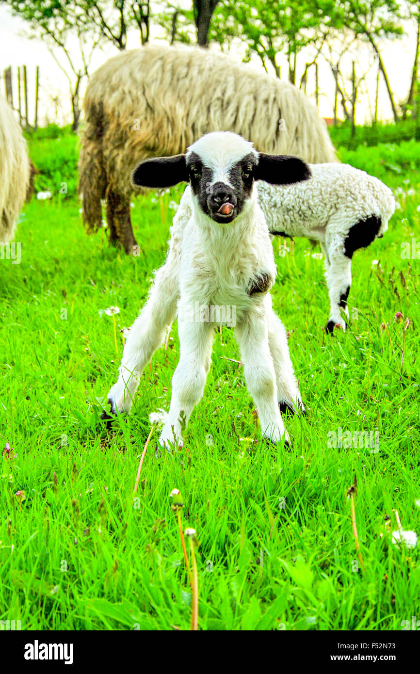 Kleines Lamm seine Füße kaum Halten auf der Suche Direkt zu Kamera unsicher über sein Schicksal Nahaufnahme Stockfoto