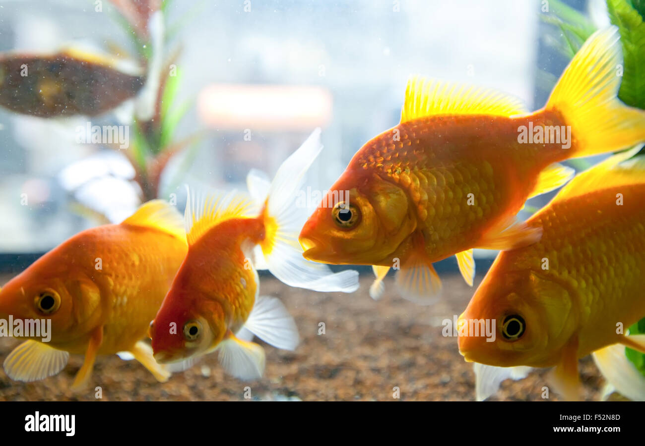 Kleine Fische schwimmen in einem kleinen Aquarium Stockfoto