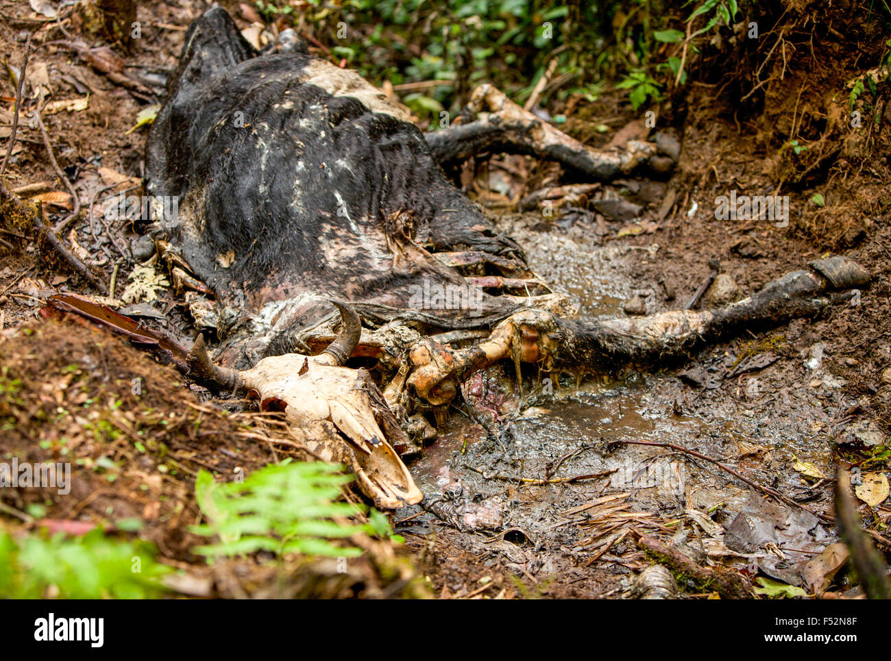 Tier Leiche in den Amazonas Dschungel ca. 2 Wochen nach dem Tod Zeit Stockfoto