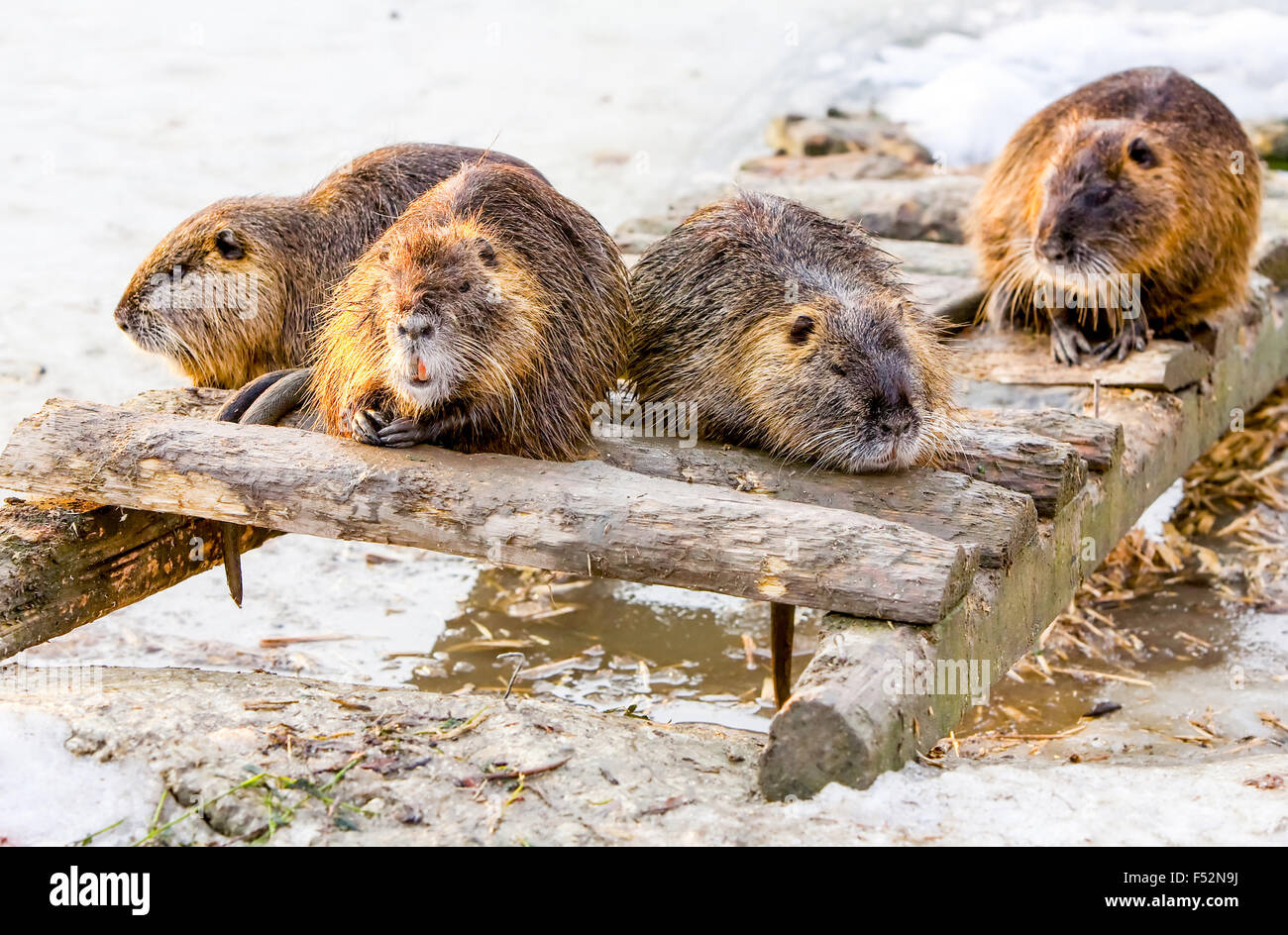 Vier Mitglieder einer Biberfamilie die Bremse nach einer guten Mahlzeit Stockfoto