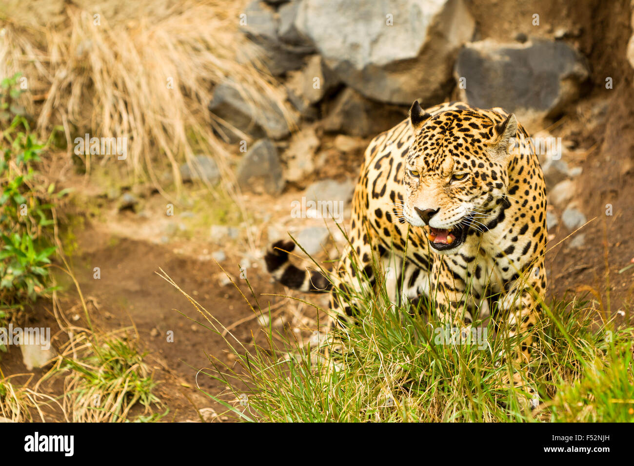 Große männliche Jaguar Schießen in der Wilden ecuadorianischen Amazonasgebiet Stockfoto