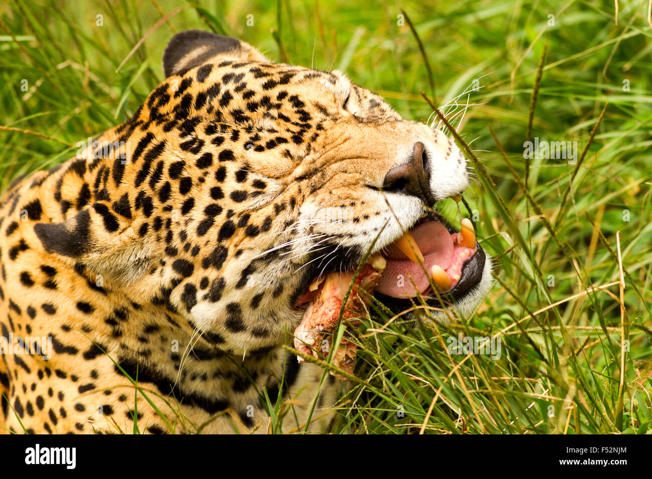 Großen erwachsenen männlichen Jaguar essen Tiere Schießen im Amazonas Dschungel Stockfoto