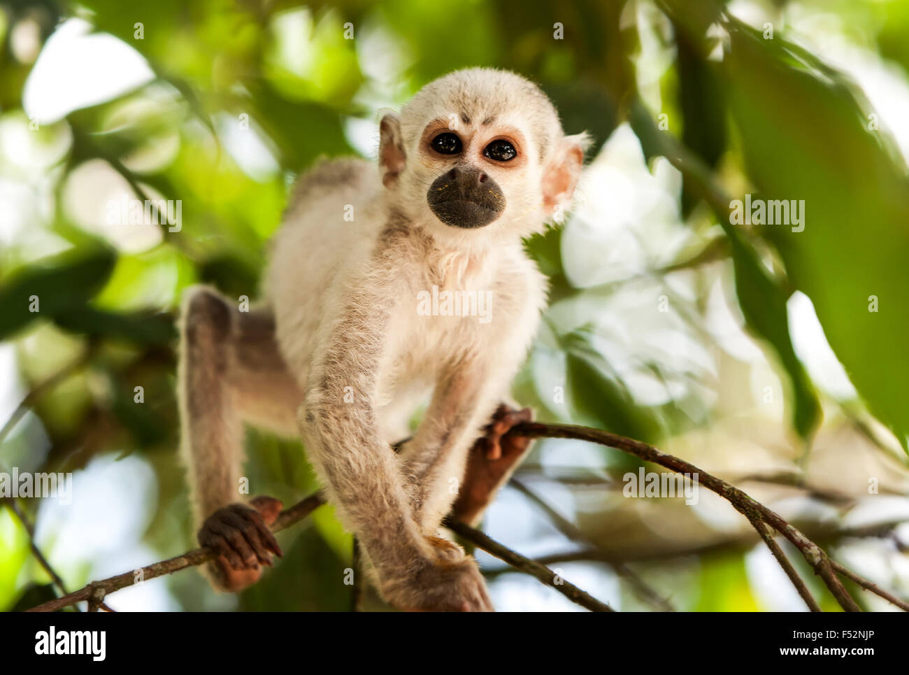 Saimiri Cub im Amazonas Regenwald Stockfoto