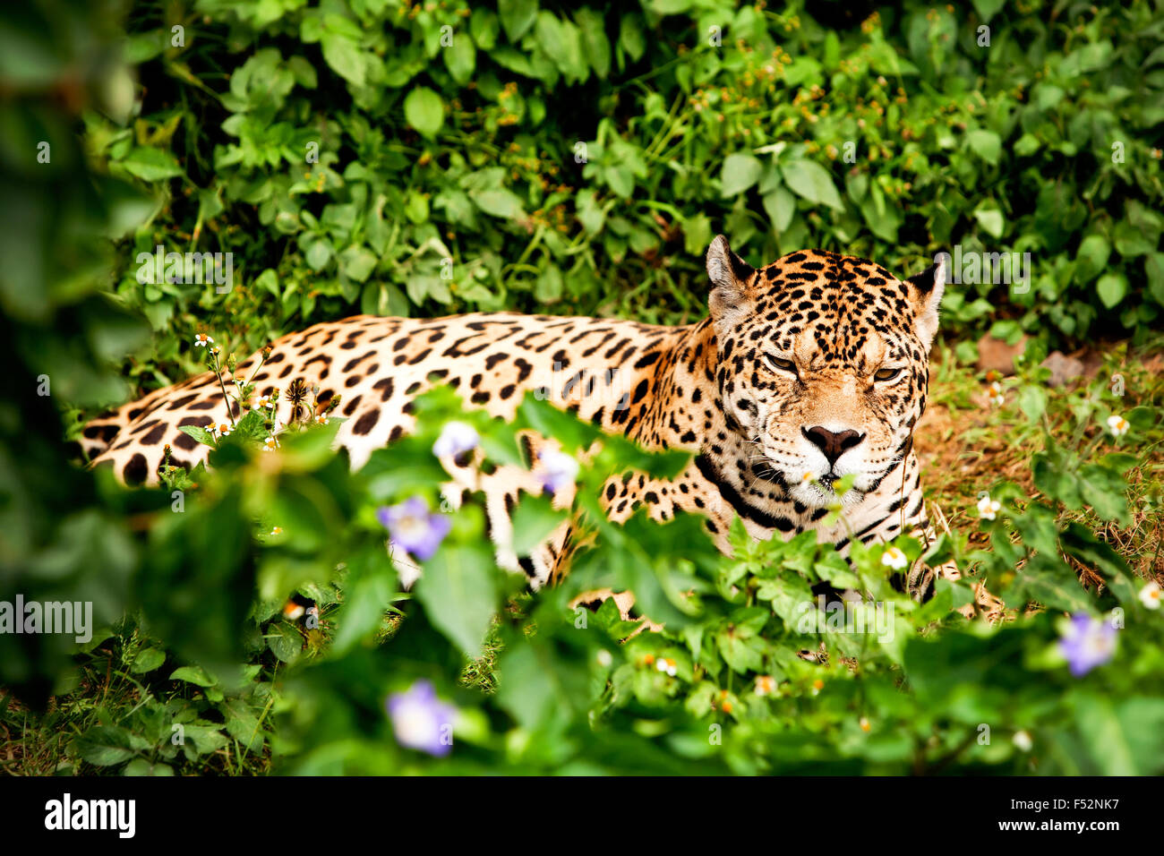 Große Jaguar Männlichen im ecuadorianischen Regenwald mit seinen wilden Blick direkt auf Ihr Auge Stockfoto