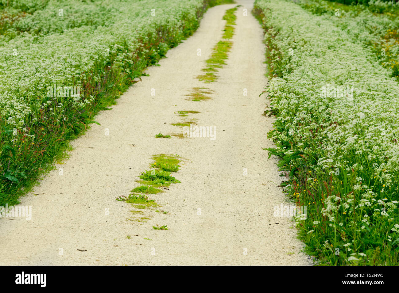 Weg durch Wiesen Stockfoto