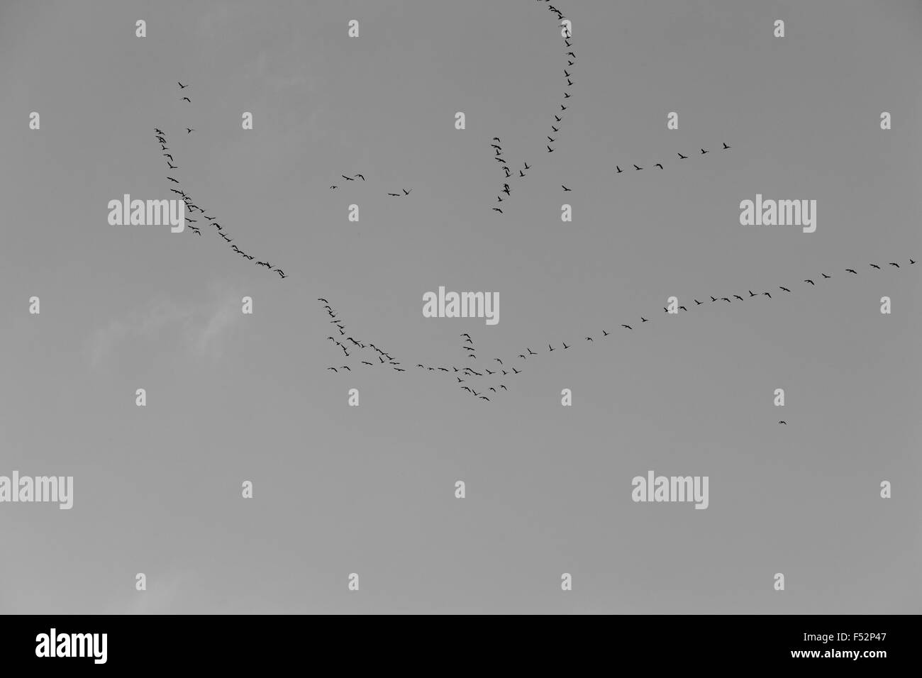 Schwarm von Migranting Vögel in den Himmel Stockfoto