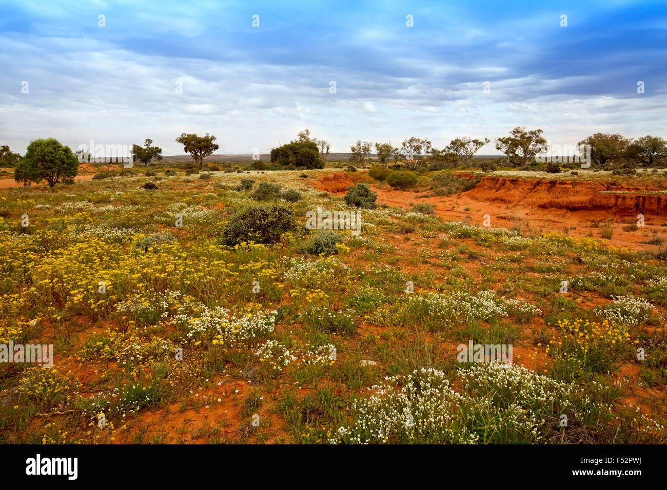 Farbenfrohe australische Outback-Landschaft mit weiten rote Ebenen unter blauem Himmel übersät mit gelben & weißen Wildblumen nach Regen Stockfoto