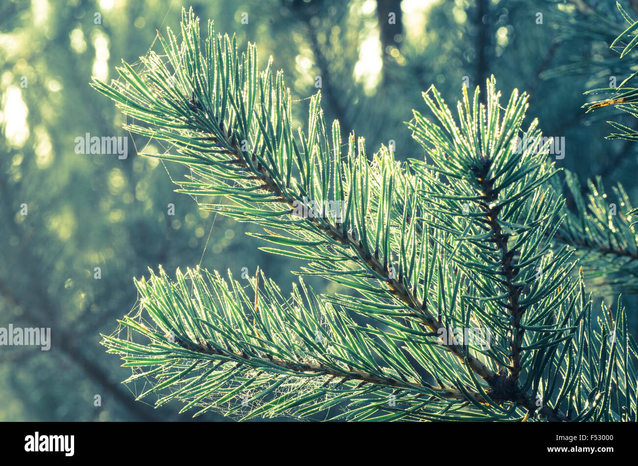 Closeup, Kiefer-Zweig mit Wasser Tropfen Stockfoto