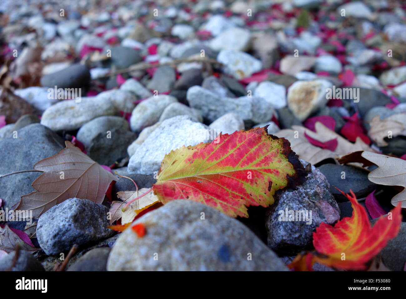 Buntes Herbstlaub auf Kalksteine Stockfoto