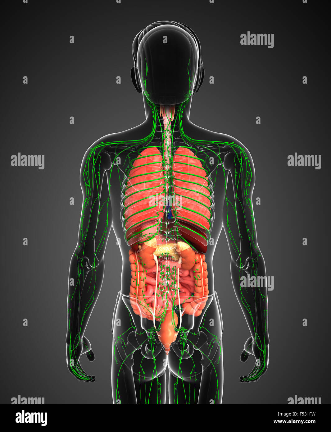 Darstellung des männlichen Körpers Lymph- und Verdauungssystem Kunstwerk Stockfoto