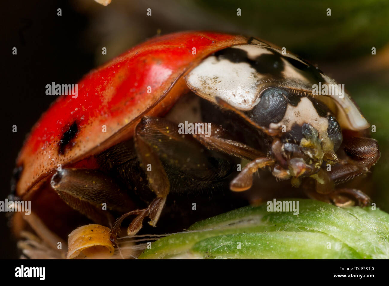 Porträt von Asian Lady Beetle (Marienkäfer) auf kleine grüne Blume Nahaufnahme Stockfoto