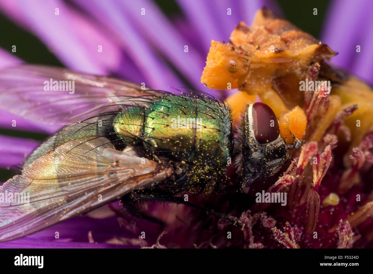 Ambush Bug nutzt seine lange Mundwerkzeuge, eine helle grüne Fliege auf einer Blume Aster zu essen Stockfoto