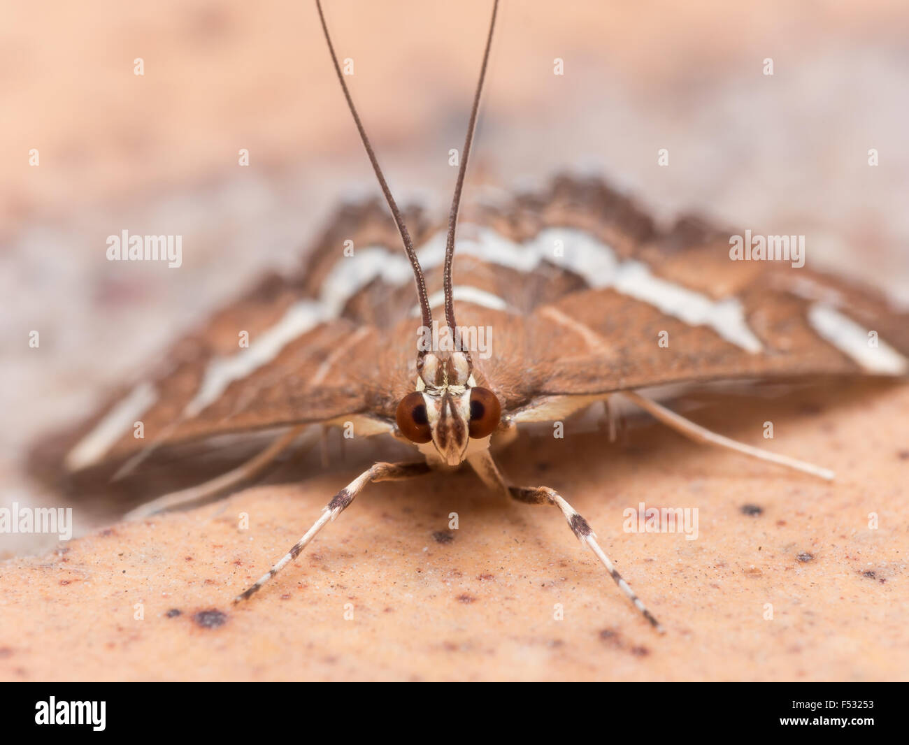 Enger Foto Moth zeigt markante rote Augen und weißen Streifen eingehängt Stockfoto