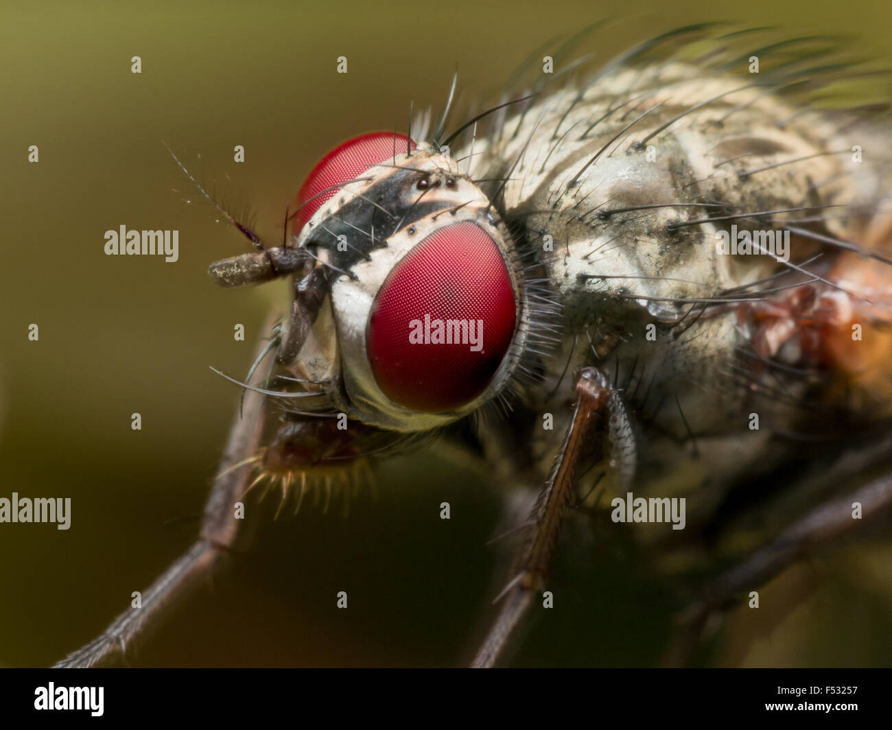 Nahaufnahme von Fly zeigt helle rote Facettenauge und andere Funktionen Stockfoto