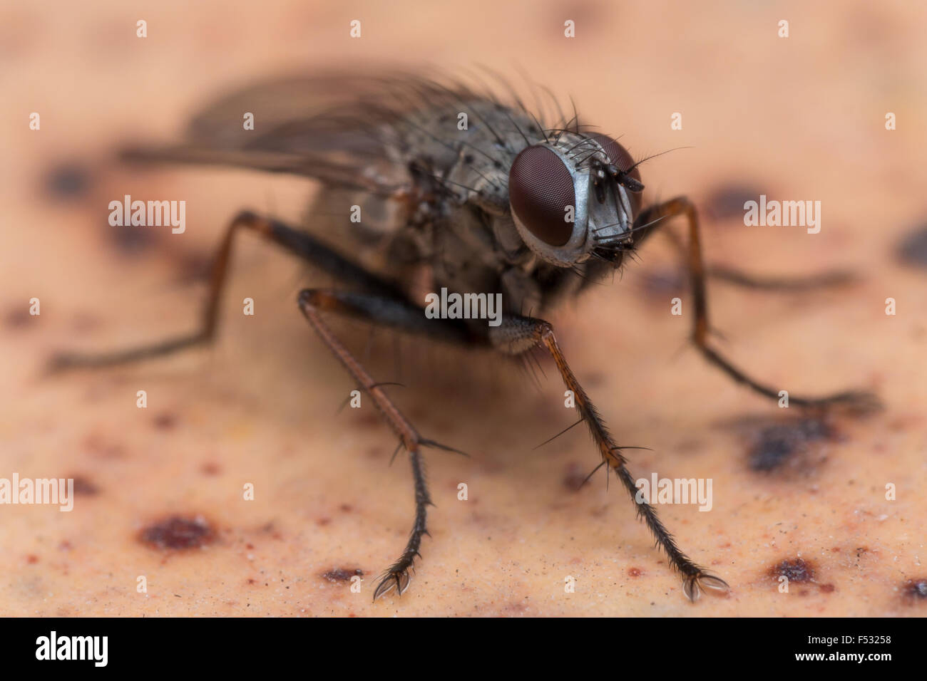 Foto zeigt behaarte Stubenfliege mit Facettenaugen Stockfoto