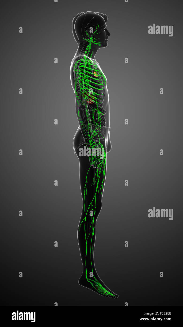 Darstellung des männlichen Körpers lymphatische system Stockfoto