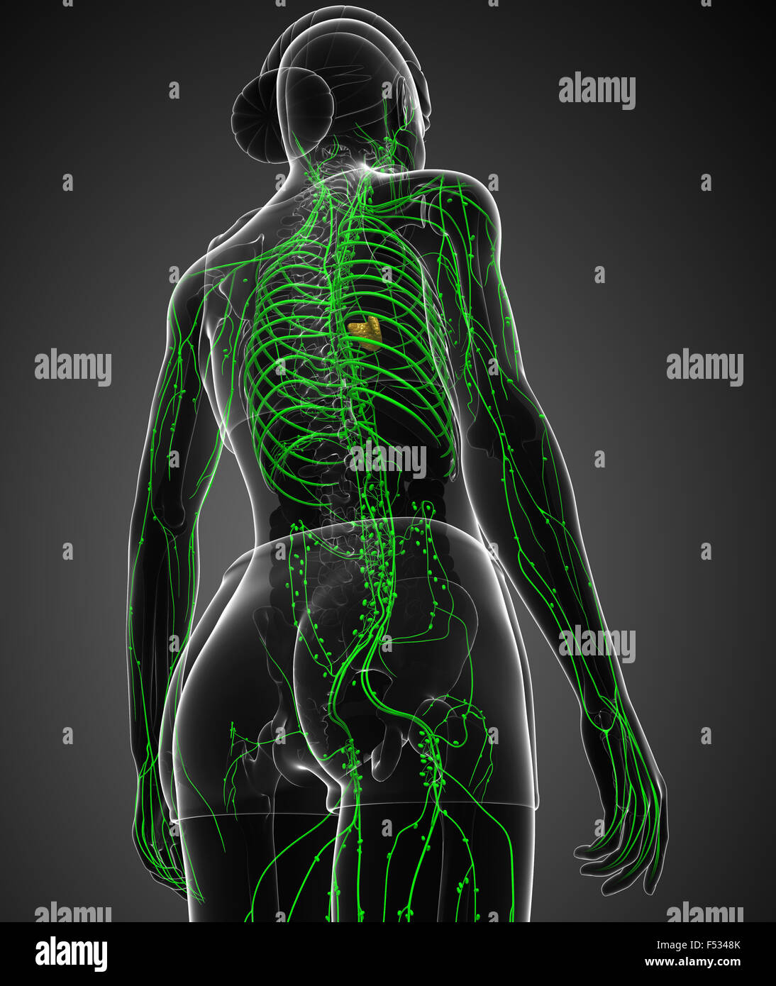 Darstellung des weiblichen Körpers lymphatische system Stockfoto