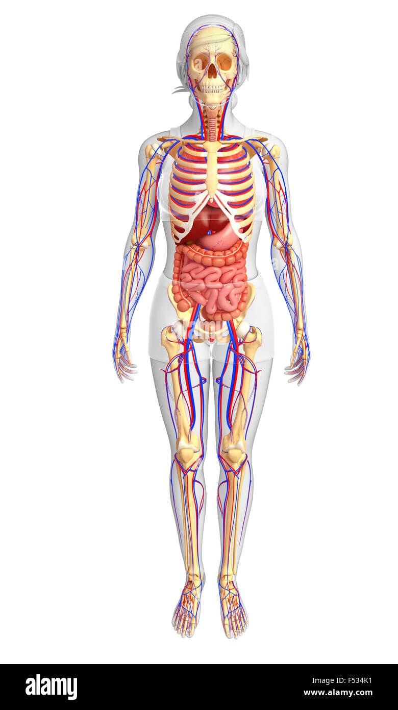 Darstellung der weiblichen Skelett, Verdauungs- und Herz-Kreislauf-system Stockfoto