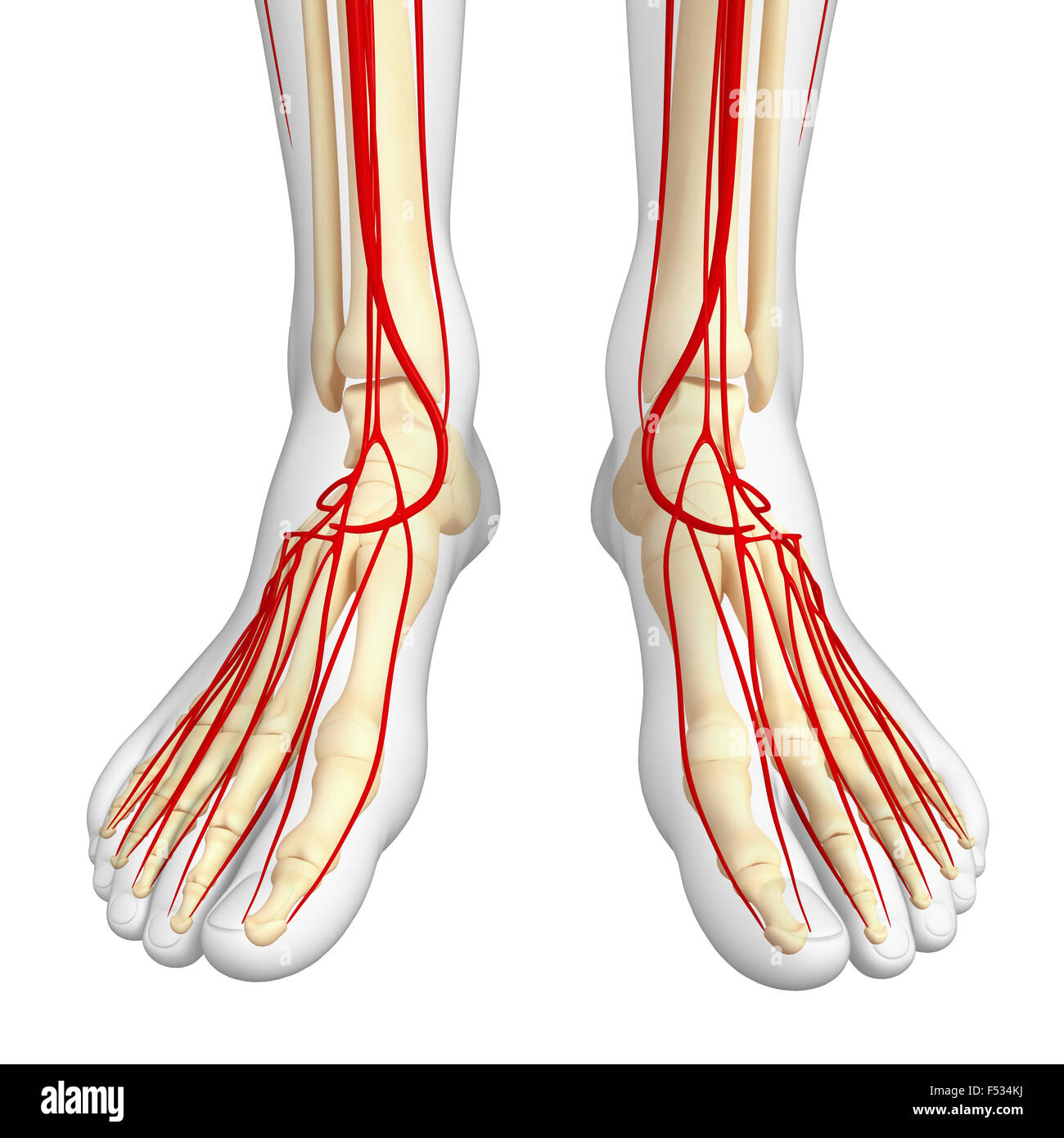 3D gerenderte Darstellung der menschlichen arteriellen system
