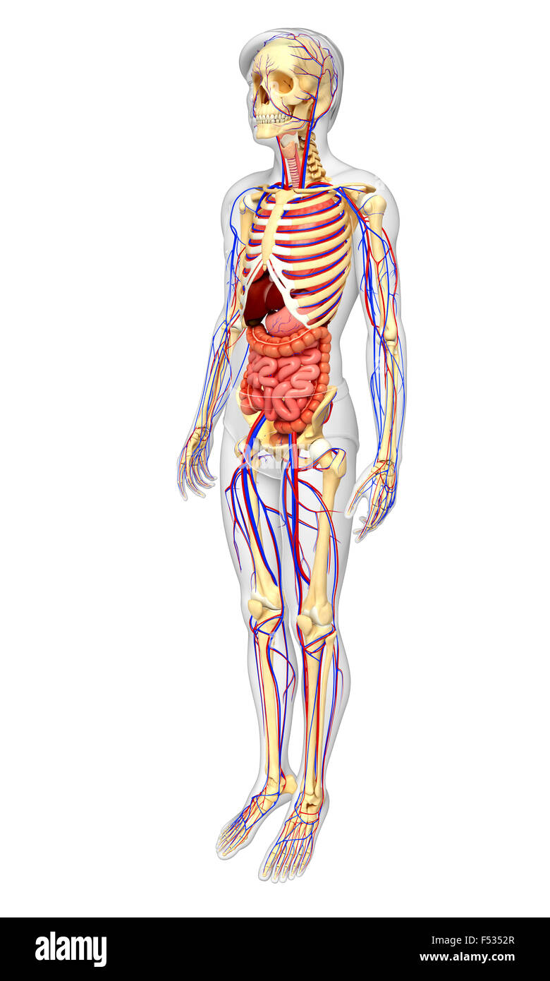 Abbildung des männlichen Skelett, Verdauung und Herz-Kreislauf-system Stockfoto