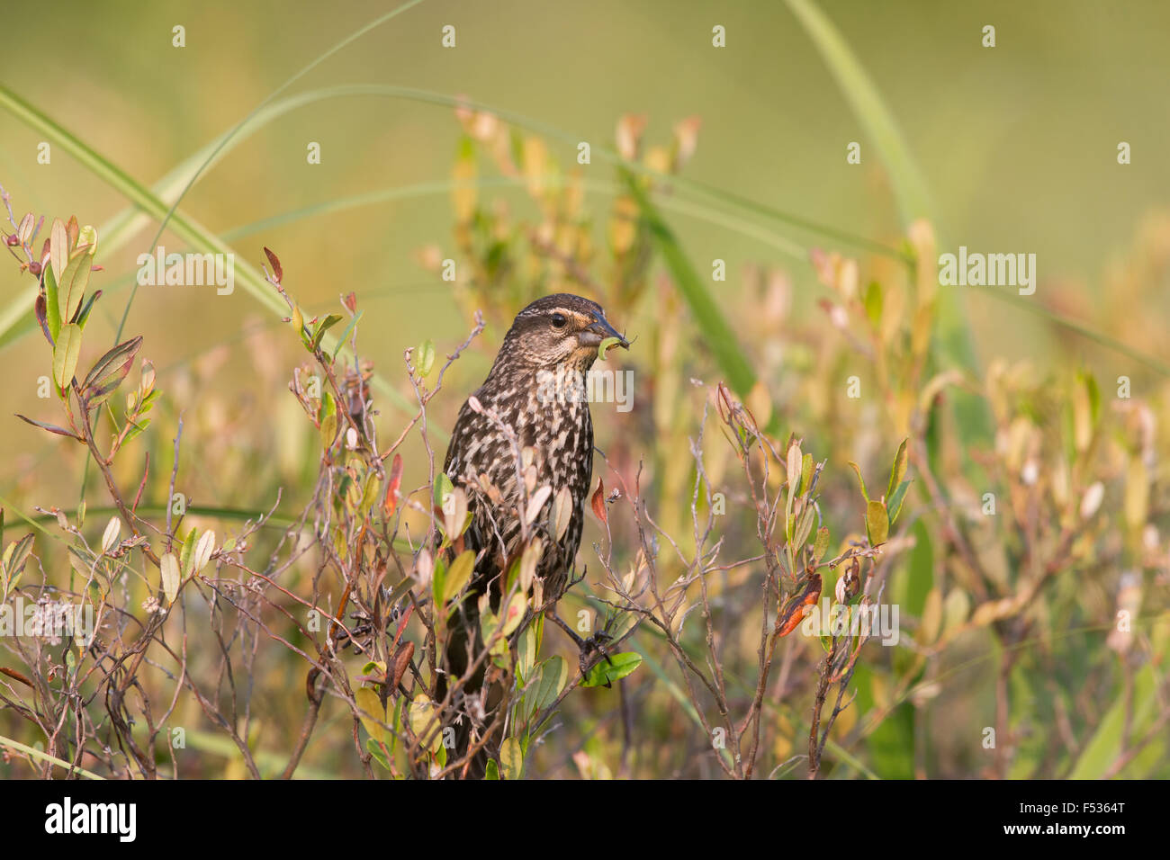 Rotschulterstärling - weiblich Stockfoto