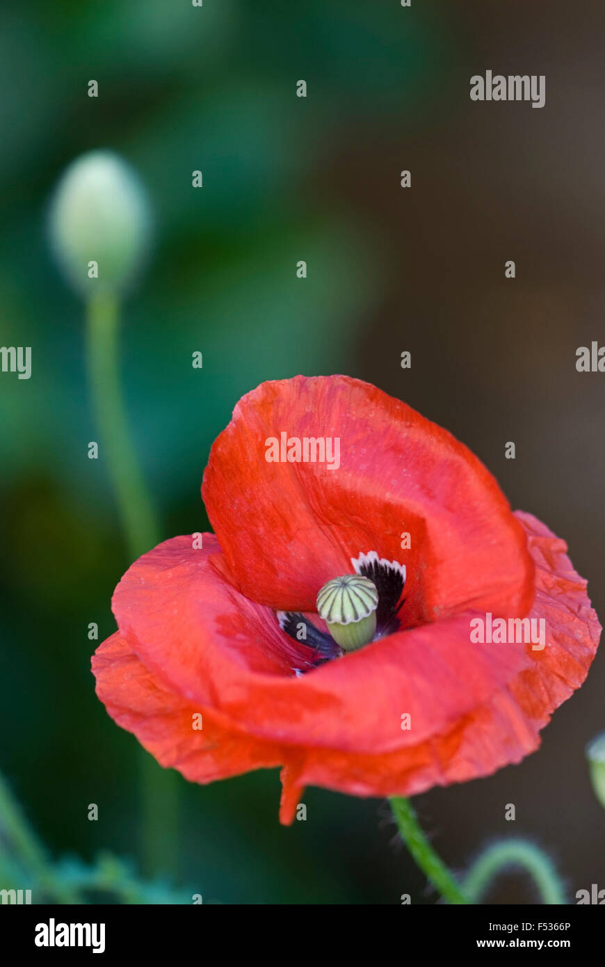 Mohn, Blüte, rot, Nahaufnahme Stockfoto