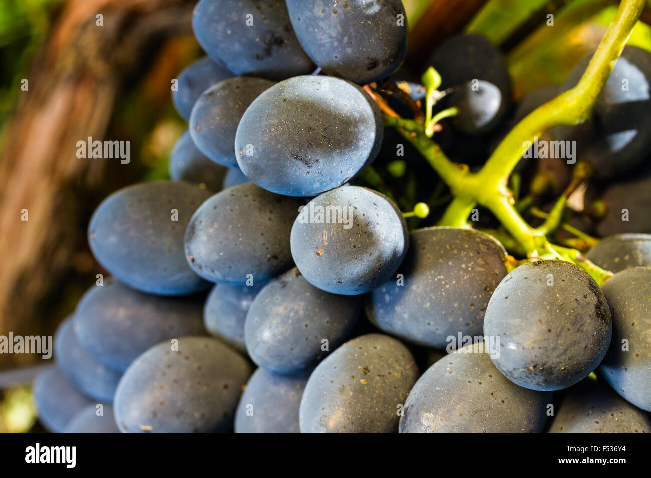 Reife saftige appetitlich Traube auf unscharfen Hintergrund Stockfoto