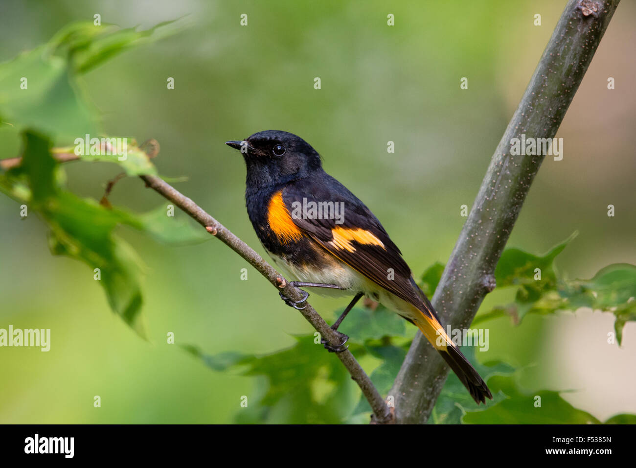 Amerikanische Redstart - männlich Stockfoto