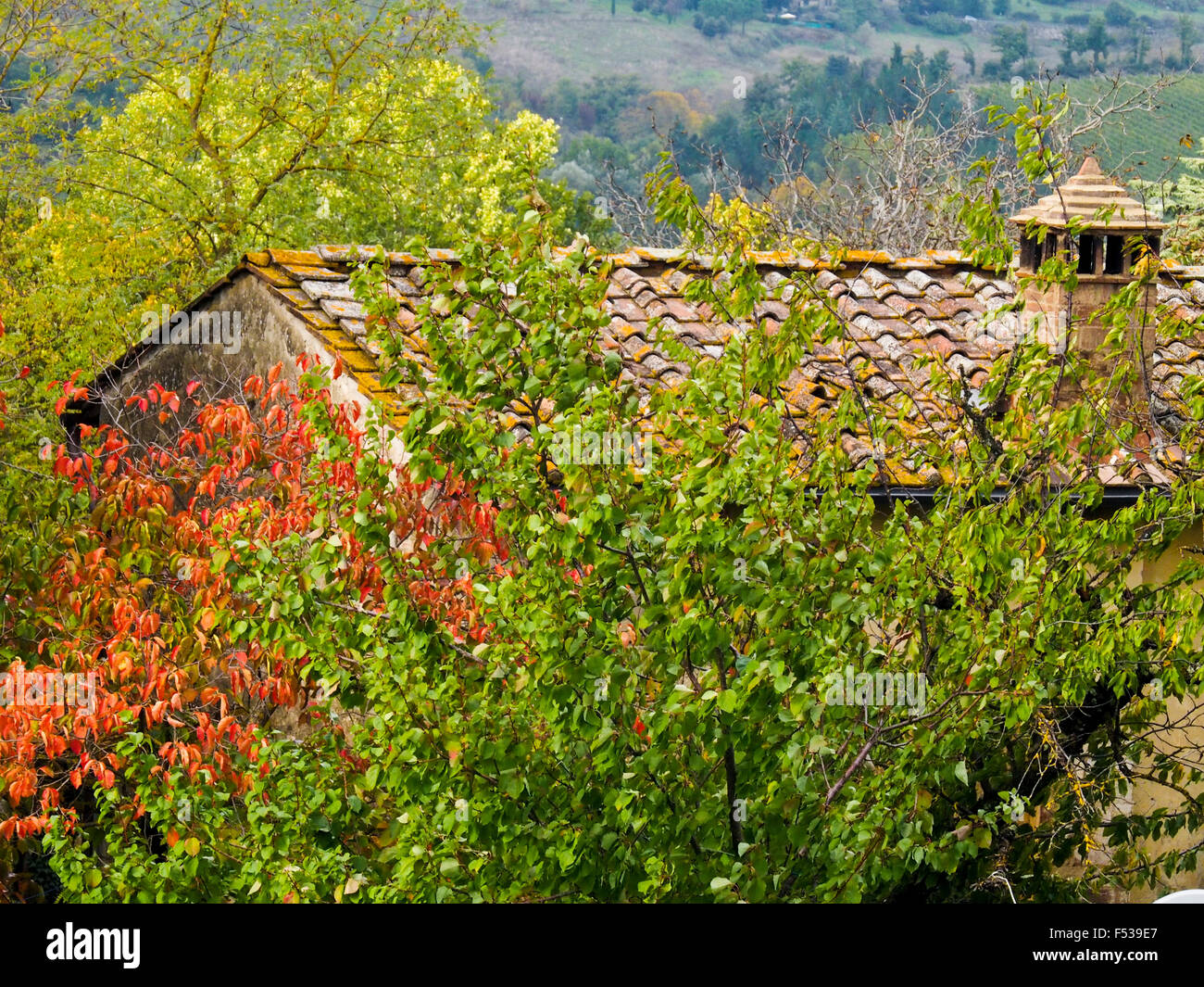 Europa, Italien, Toskana.  Im Herbst farbige Blätter rund um ein Gebäude auf einem Weingut im Chianti-Region der Toskana. Stockfoto