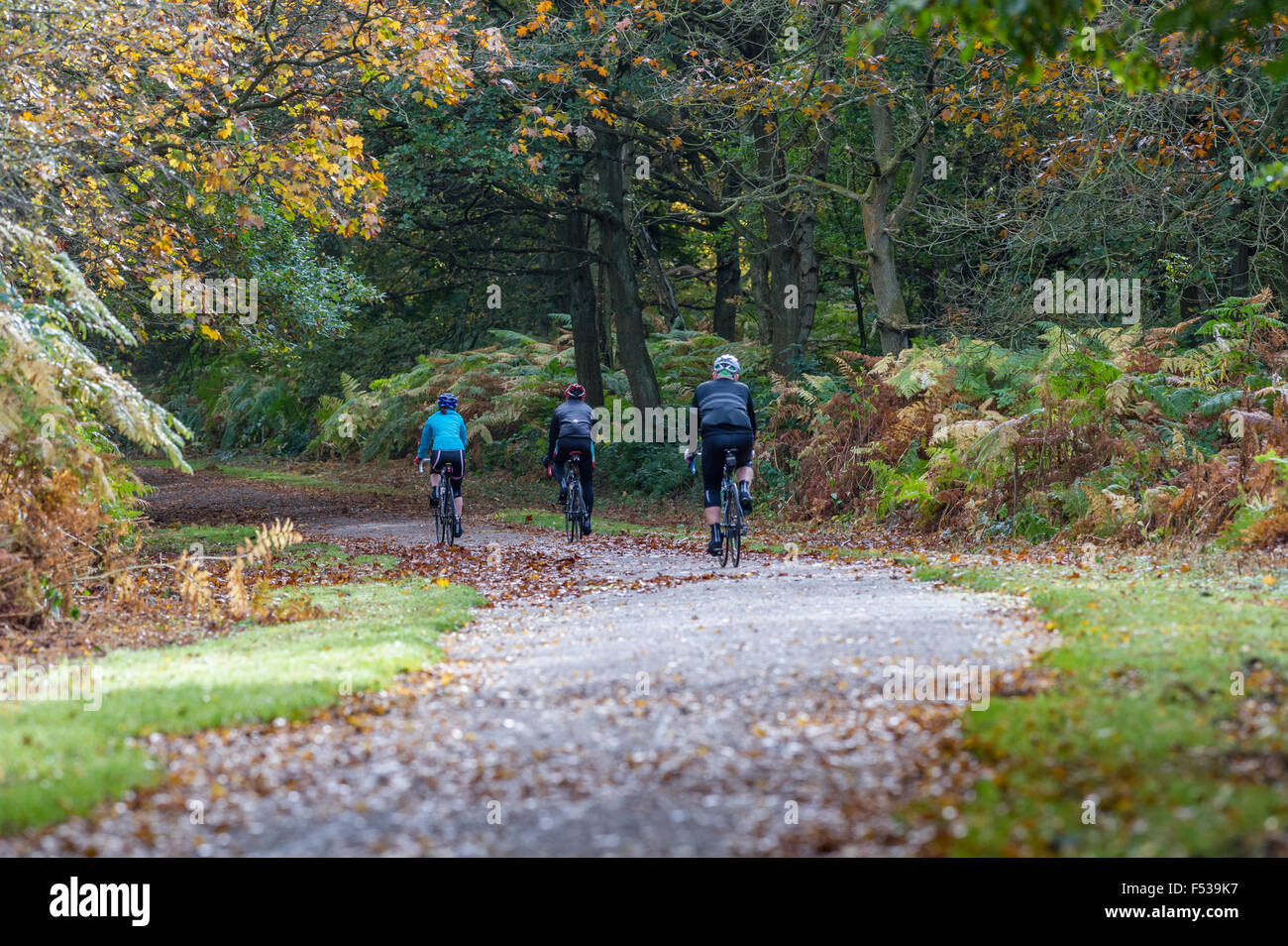 Radfahrer fahren durch den Baum gesäumt Spur der Clumber Park in Nottinghamshire. Stockfoto