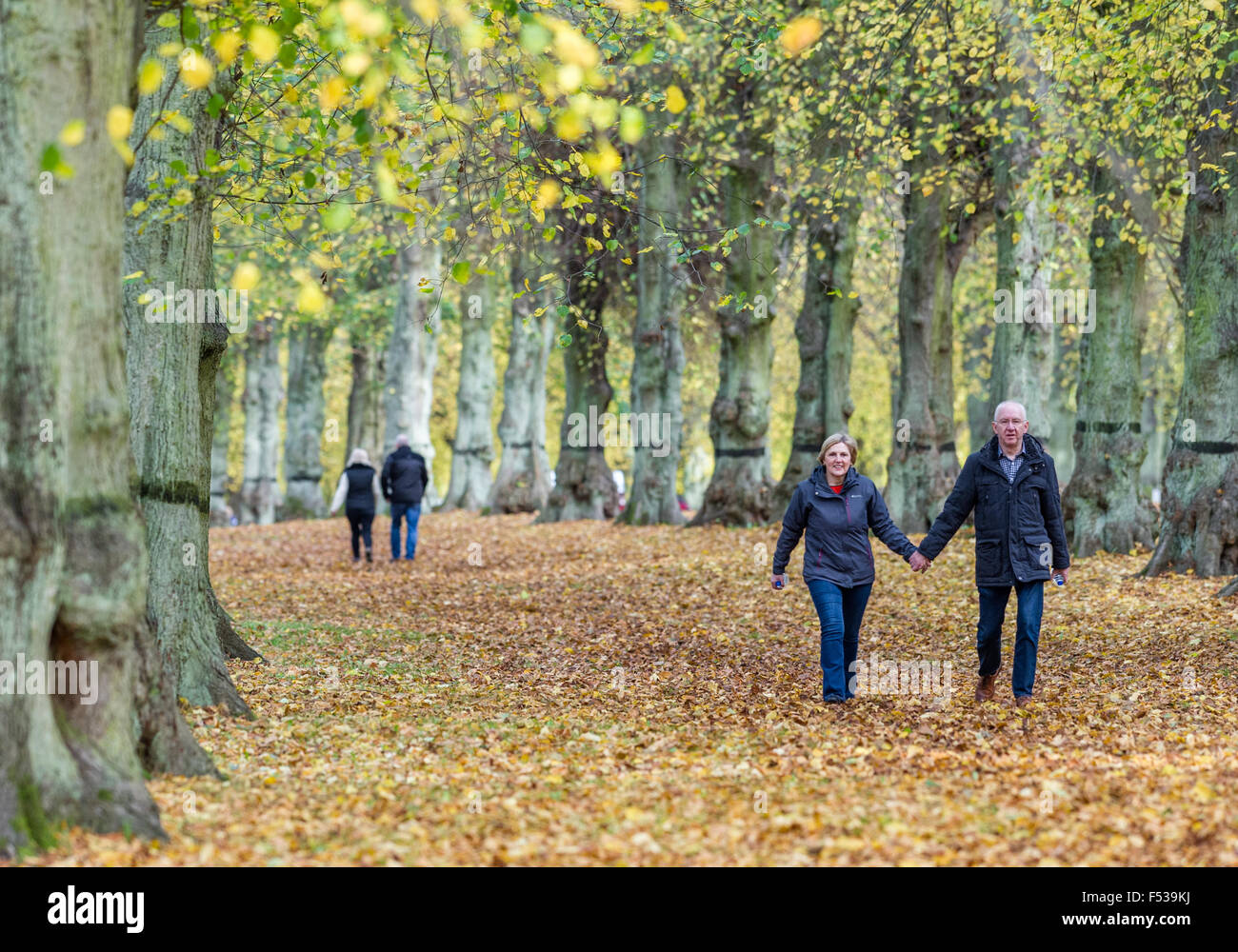 Paare, die ein Herbstmorgen Spaziergang hinunter die Lime Tree Avenue Clumber Park. National Trust landen. Worksop, Nottinghamshire Stockfoto