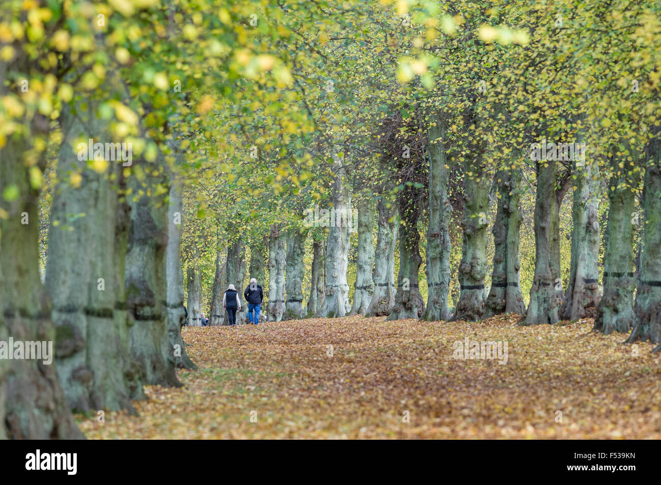 Paare, die ein Herbstmorgen Spaziergang hinunter die Lime Tree Avenue Clumber Park. National Trust landen. Worksop, Nottinghamshire Stockfoto