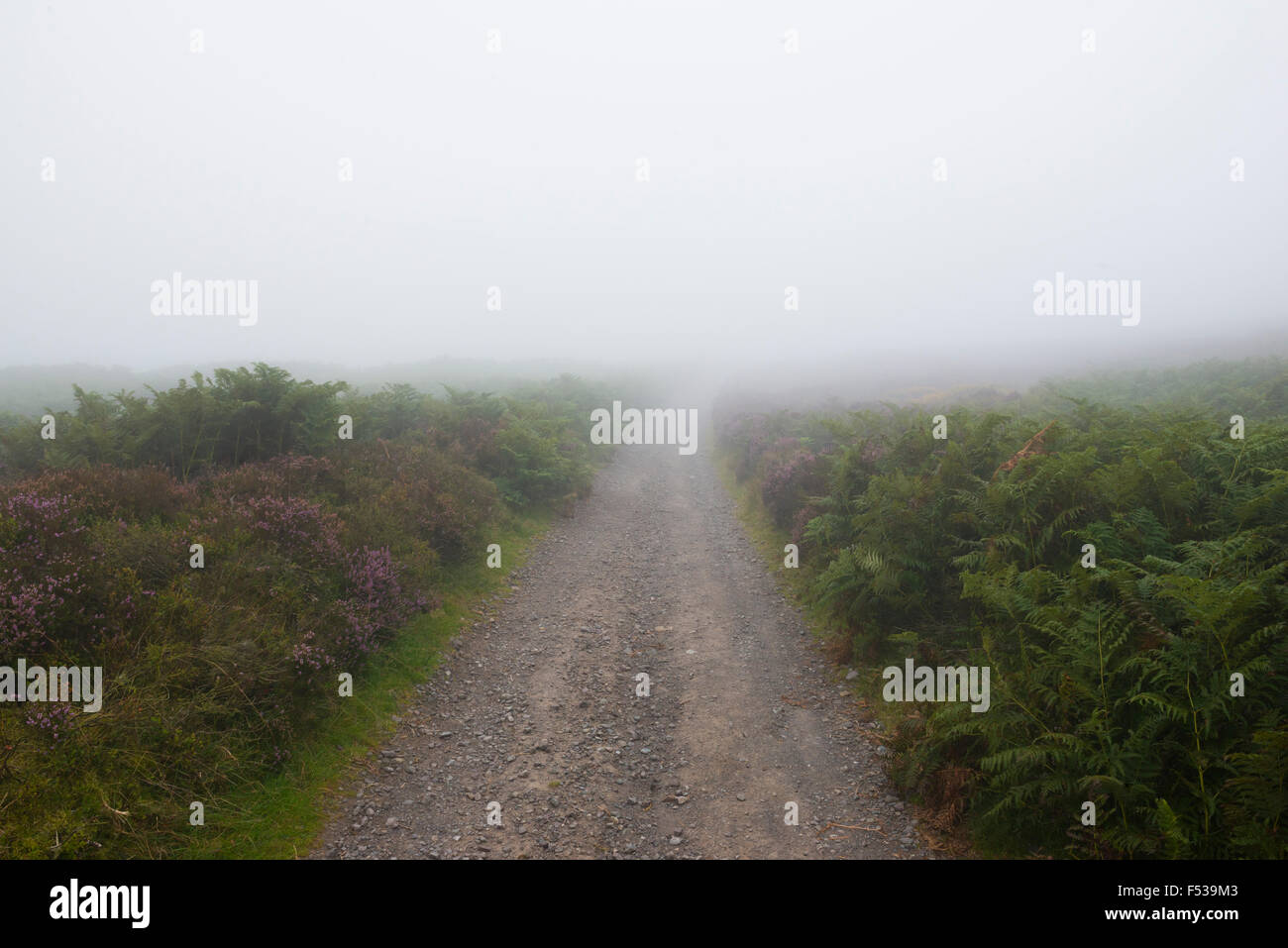 Eine Straße führt in den Nebel auf die Cardingmill in den Hügeln von Shropshire. Stockfoto