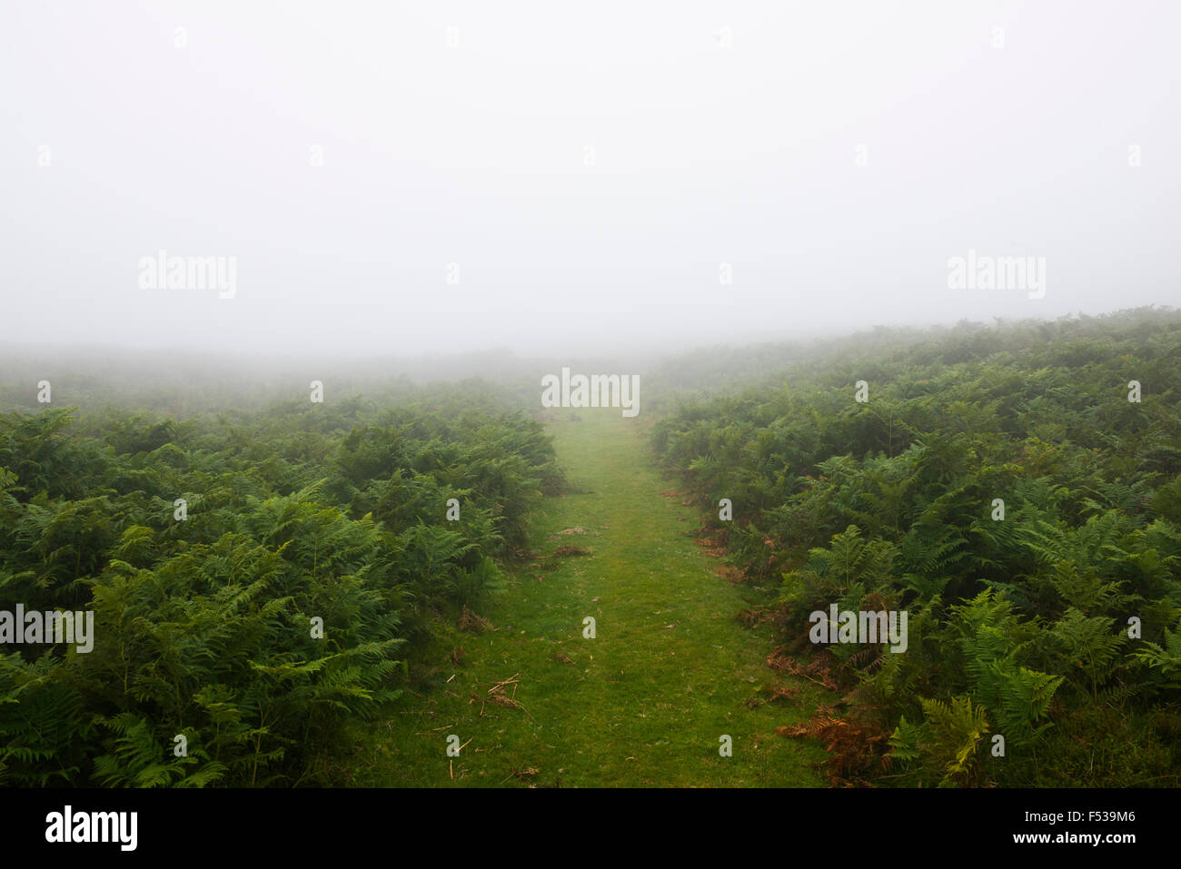 Ein Pfad führt in den Nebel auf die Cardingmill in den Hügeln von Shropshire. Stockfoto