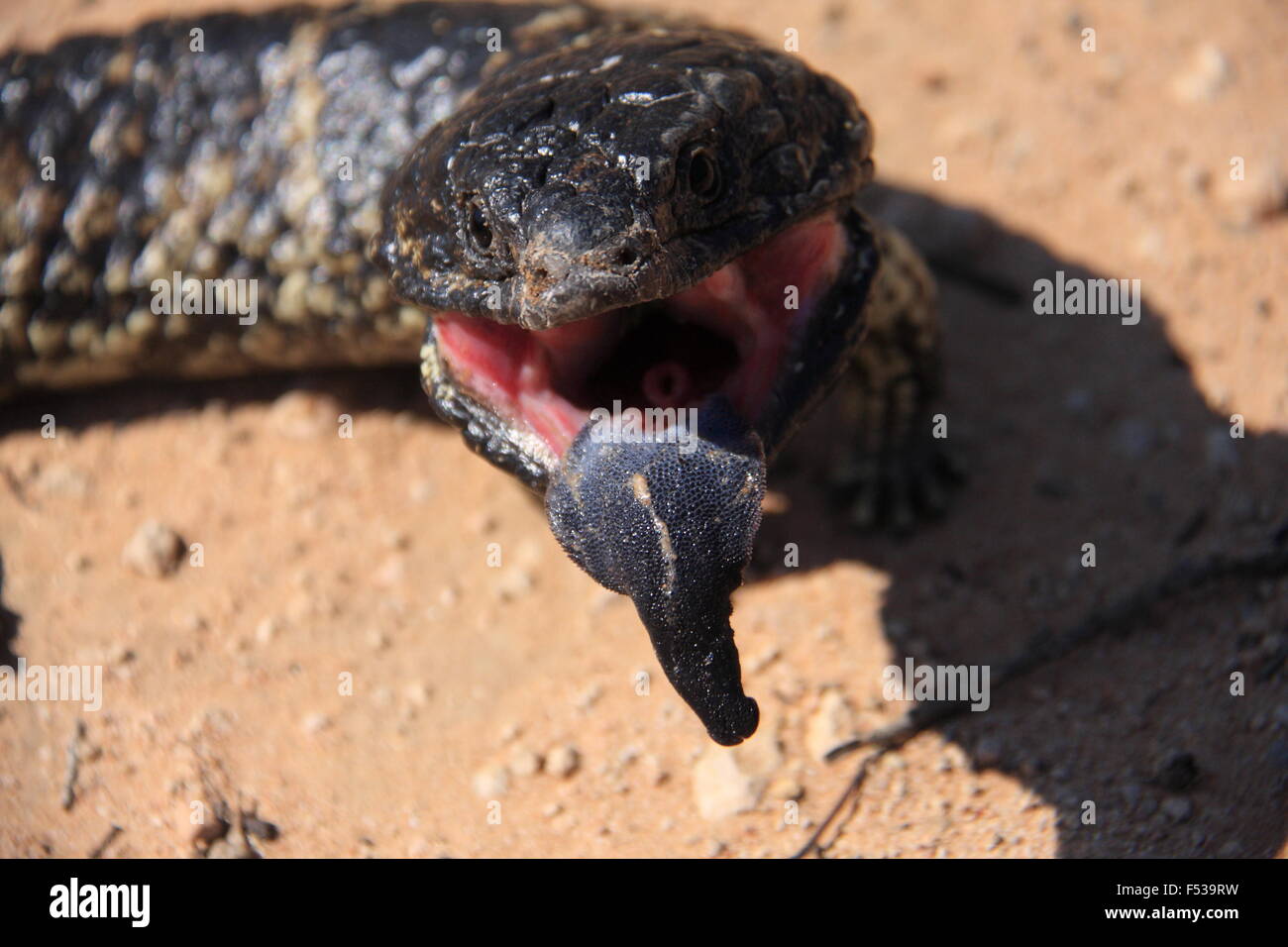 Shingleback, stumpf-tailed Skink (Rogner a) in Australien Stockfoto