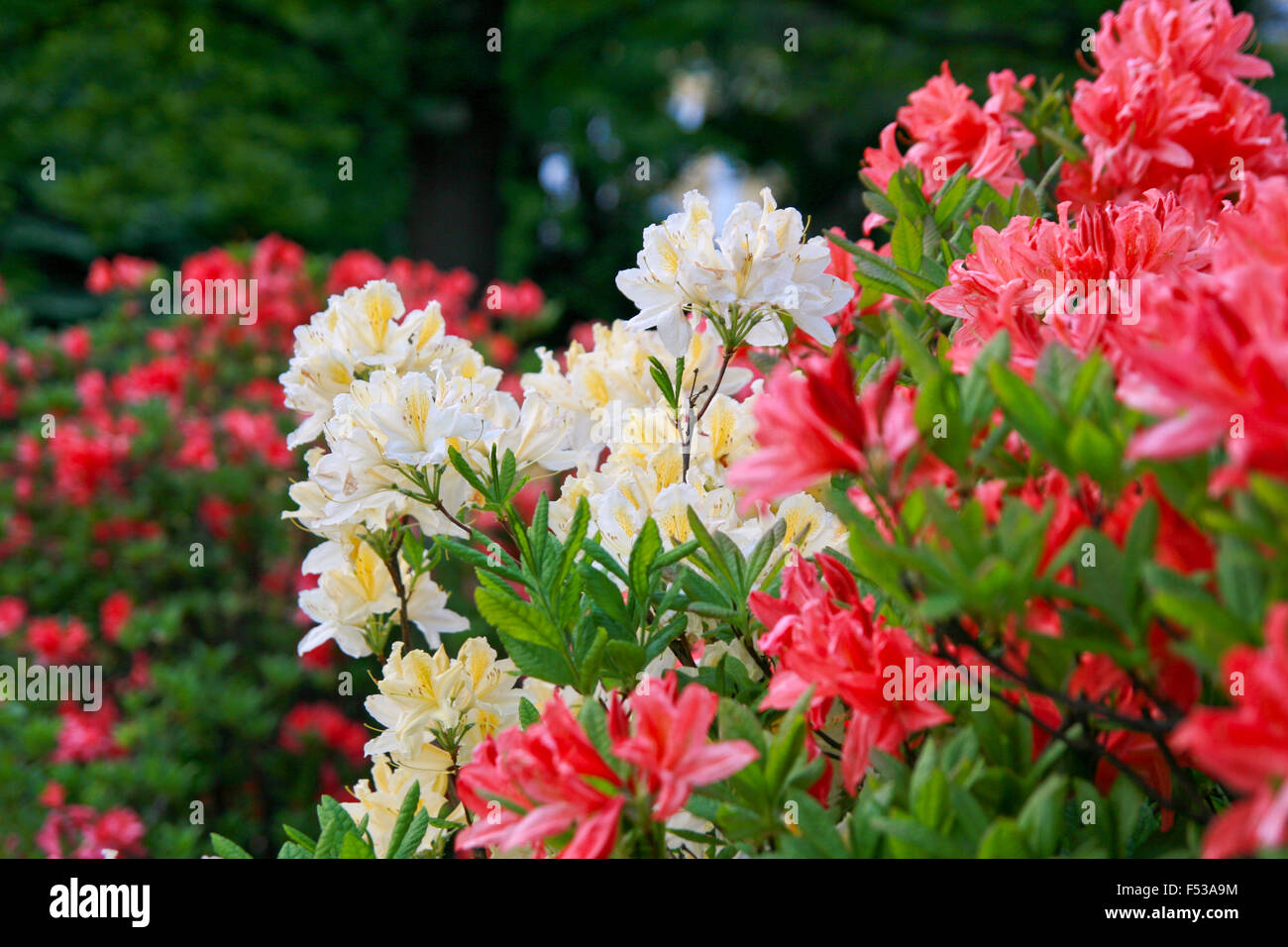 Blüte der gelben und roten Rhododendron und Azaleen im Garten, natürliche Blumen Hintergrund Stockfoto