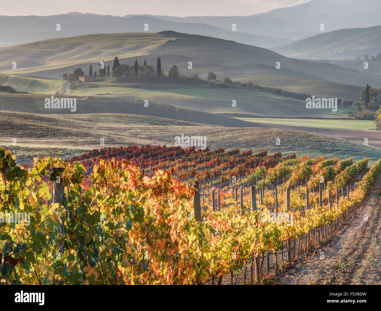 Europa, Italien, Toskana.  Herbstliche Weinberge in leuchtenden Farben. Stockfoto
