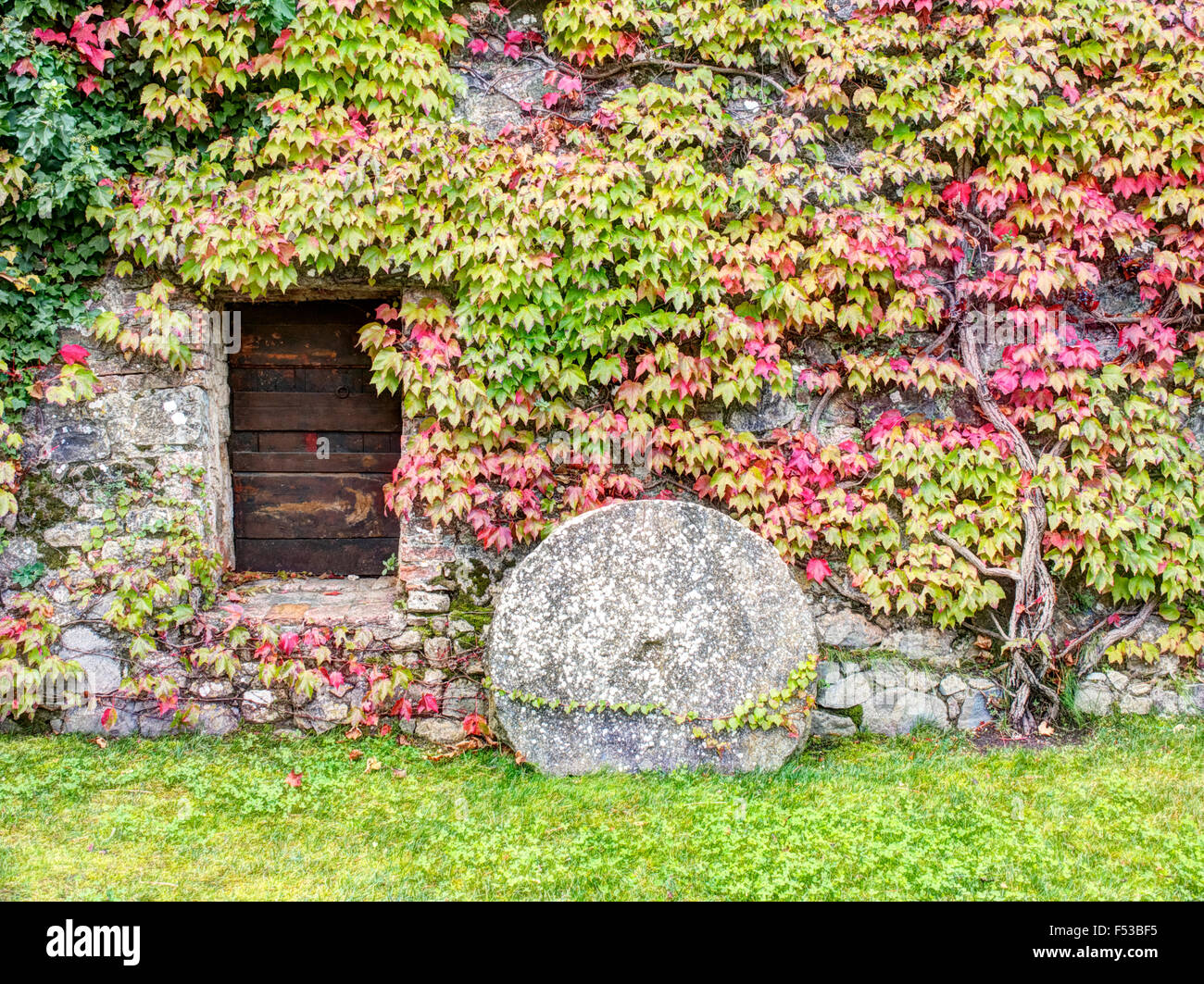 Europa, Italien, Toskana. Efeu bedeckt Wand in einem Weingut in der Toskana  Stockfotografie - Alamy