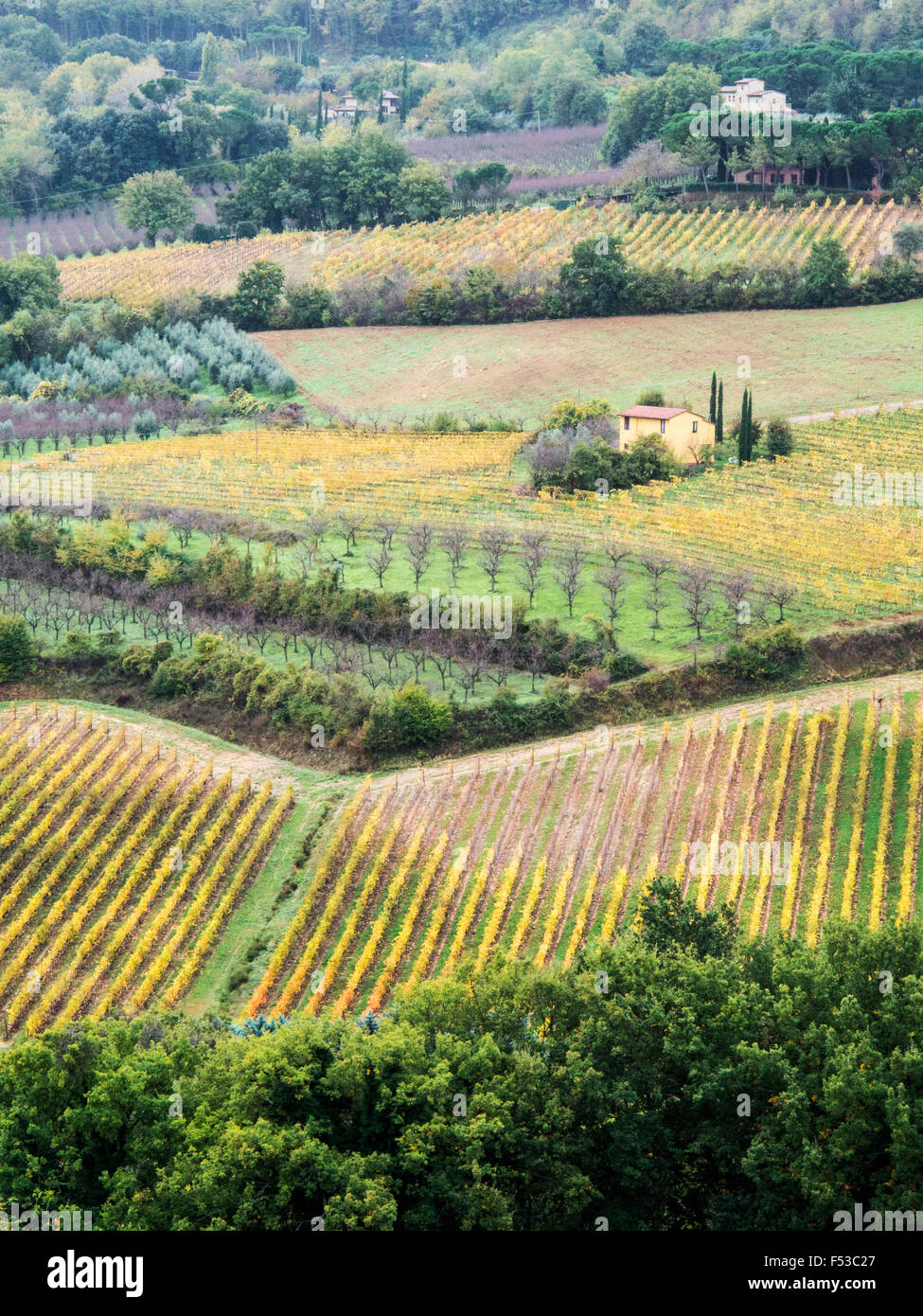 Europa, Italien, Toskana.  Weinbergen und Olivenhainen im Herbst in der Val d ' Orcia Region der Toskana. Stockfoto