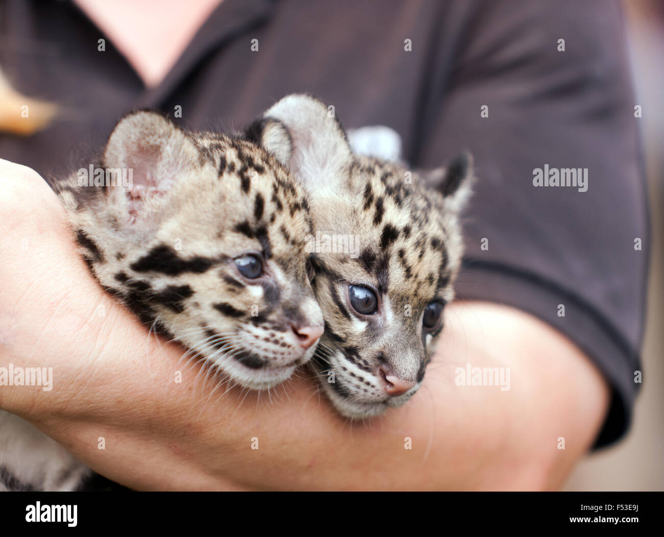 Nahaufnahme der beiden getrübt Leppard Cub während einer tierische Begegnung auf der seltene Species Conservation Centre, Sandwich, Kent. Stockfoto