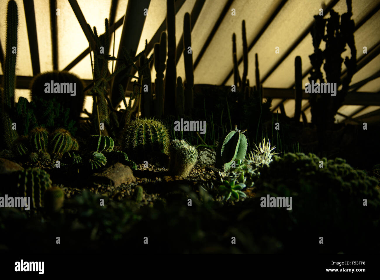 Cactusses Lektüre Sidelit in einem Gewächshaus in der Nacht Stockfoto
