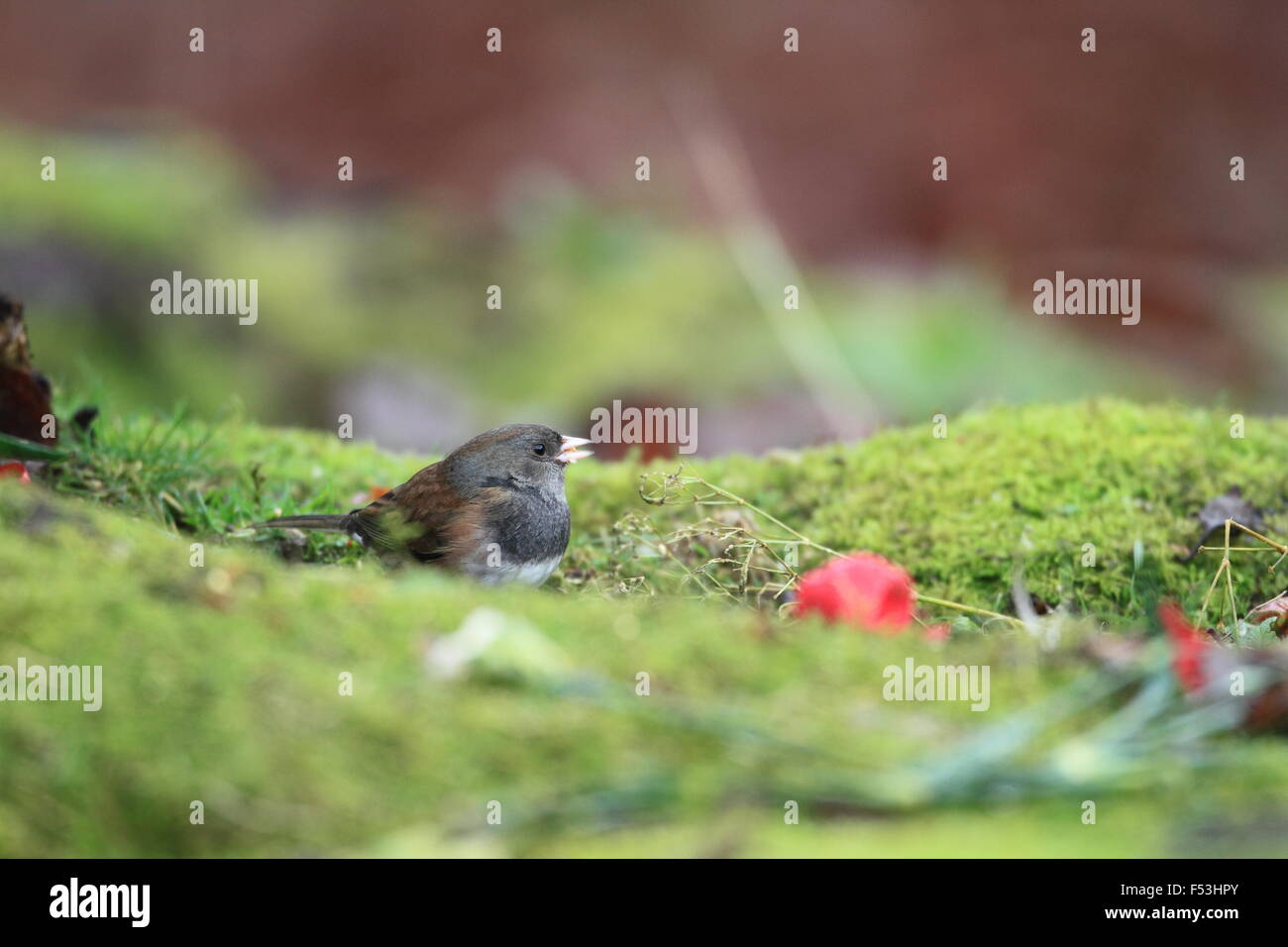 Dunkel-gemustertes Junco (Junco Hyemalis) in Vancouver, Kanada Stockfoto