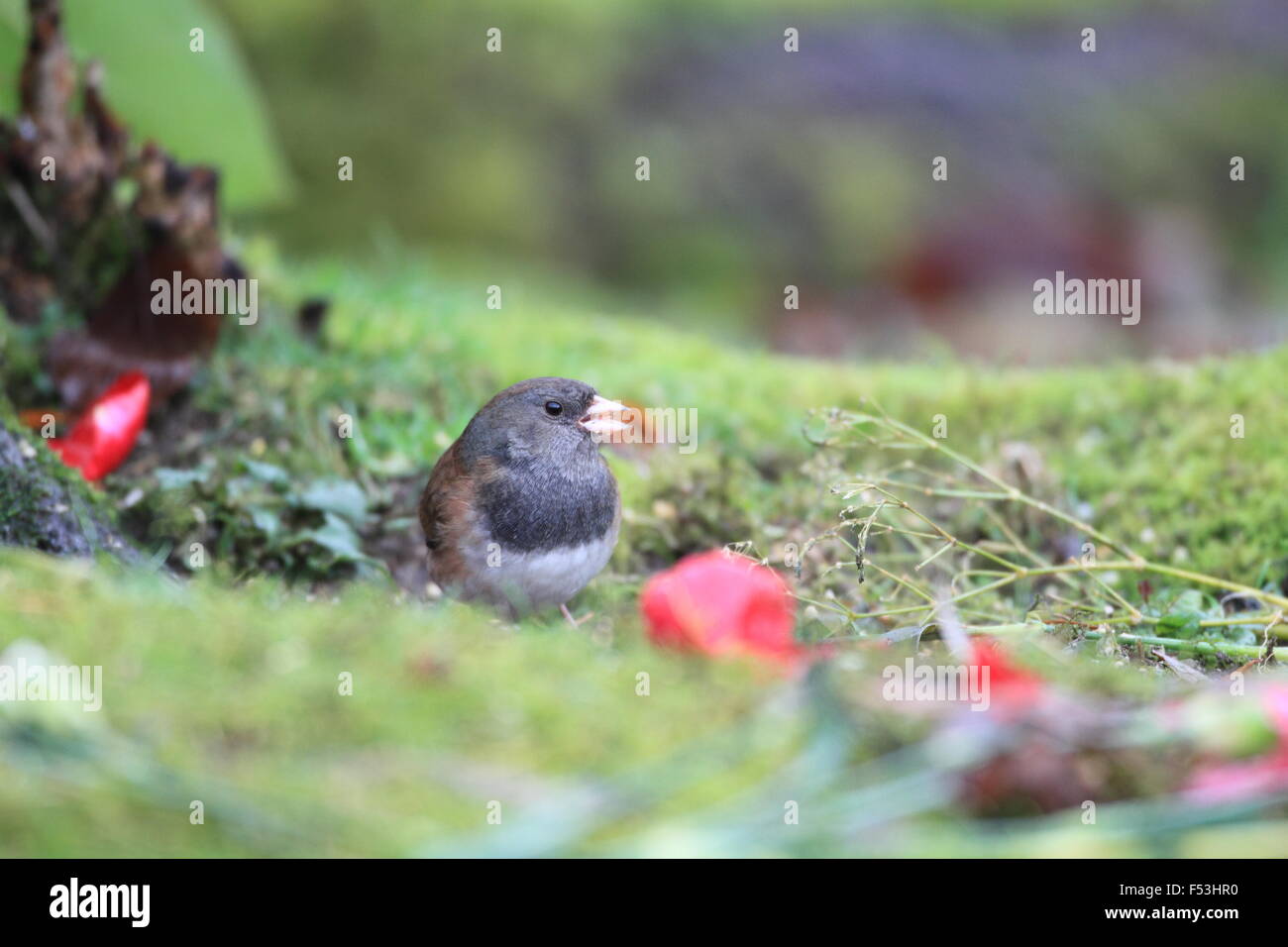 Dunkel-gemustertes Junco (Junco Hyemalis) in Vancouver, Kanada Stockfoto