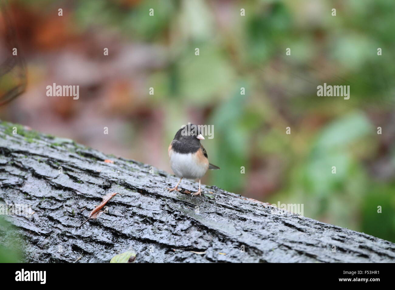 Dunkel-gemustertes Junco (Junco Hyemalis) in Vancouver, Kanada Stockfoto