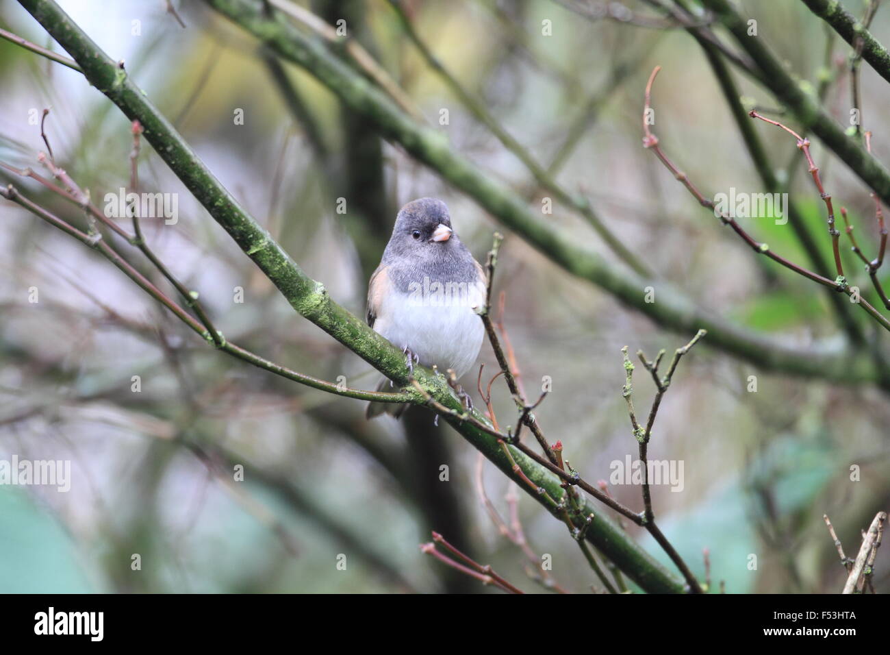 Dunkel-gemustertes Junco (Junco Hyemalis) in Vancouver, Kanada Stockfoto