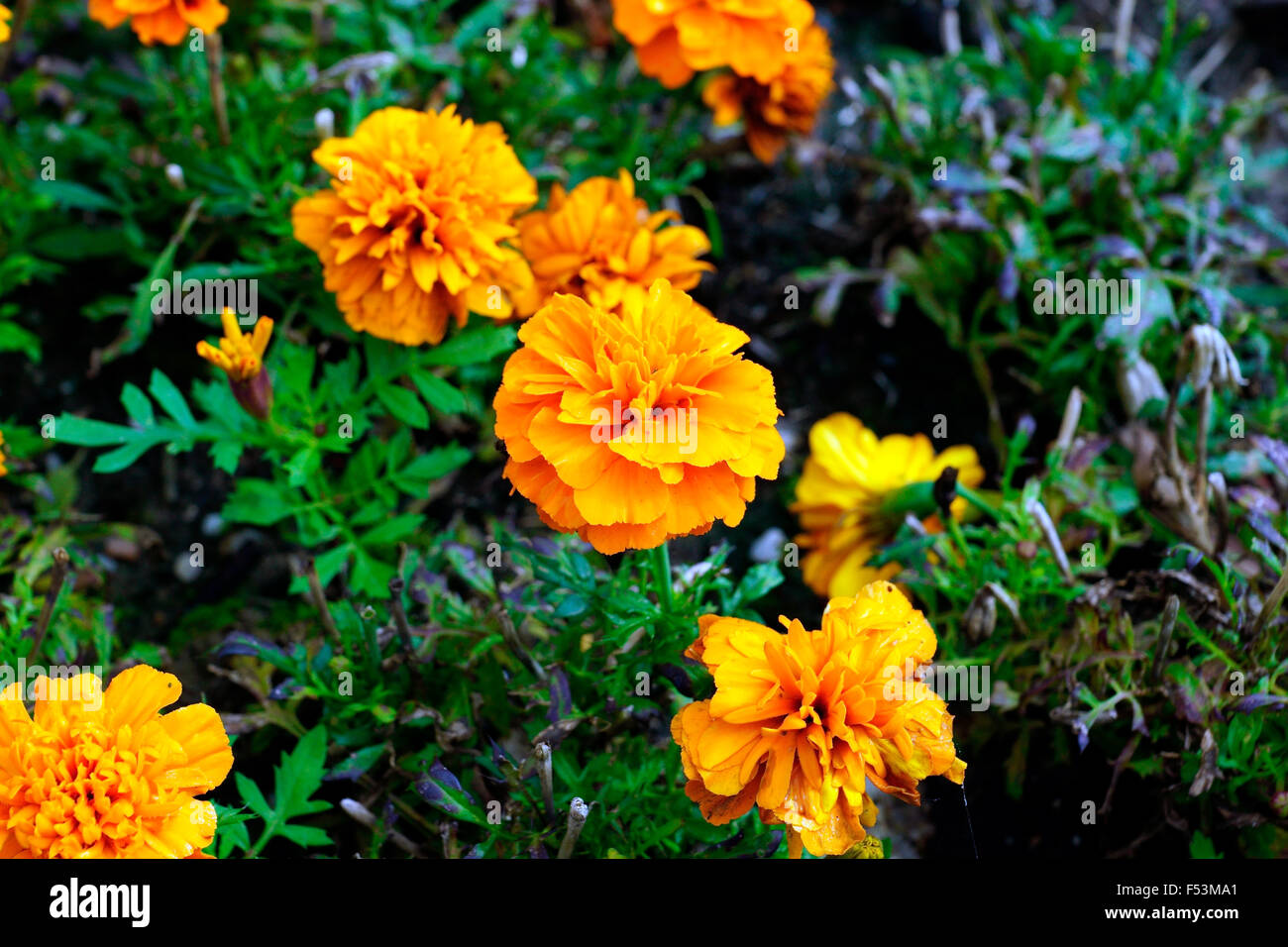 RINGELBLUMEN Stockfoto