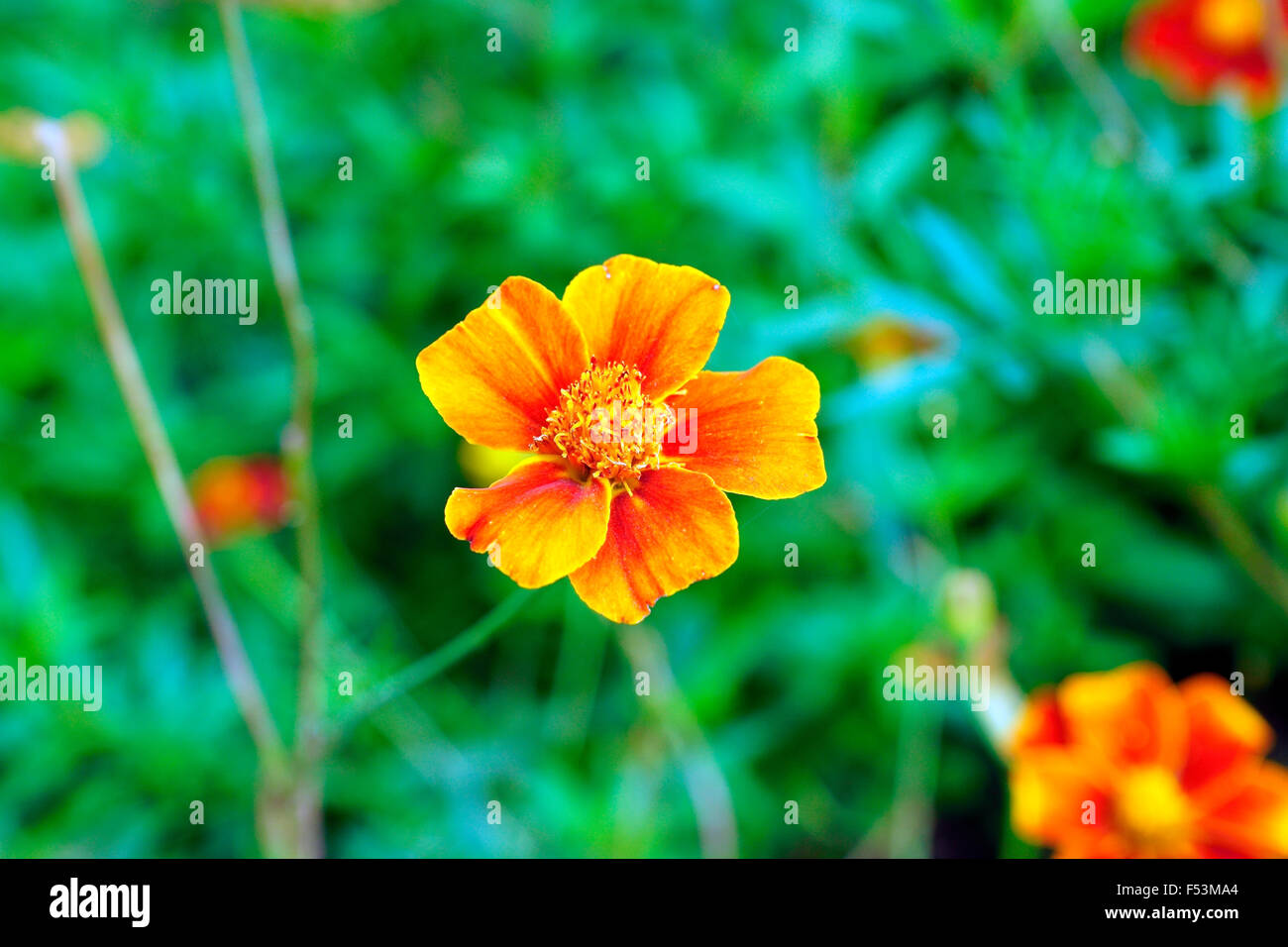 RINGELBLUME Stockfoto